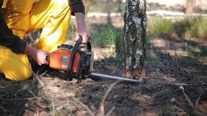 Best Tree Trimming and Pruning  in Marianna, FL